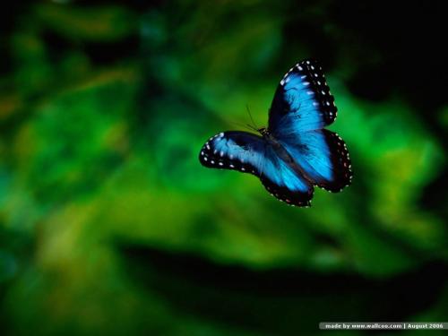 butterfly_wallpapers_butterfly_51763.jpg